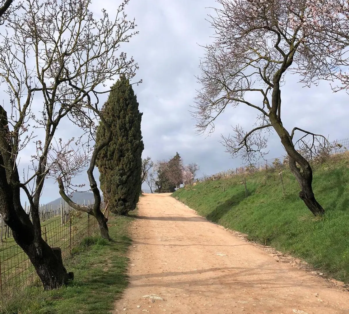 Rustico Del Vigneto Villa Albettone Italy